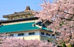 Cherry Blossom Wuhan University