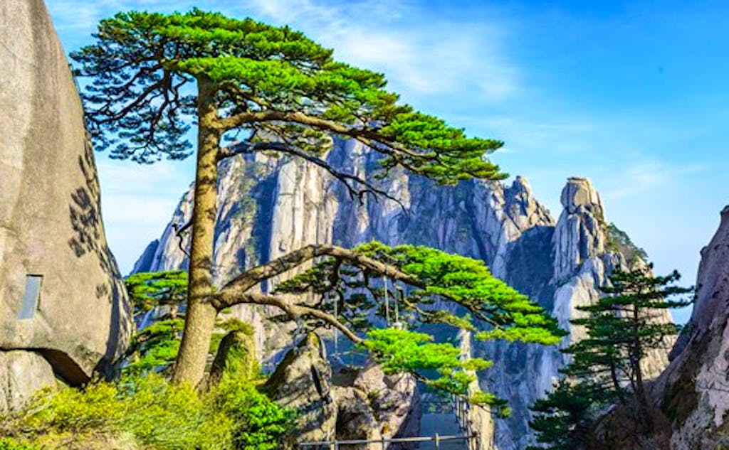 The most famous tree in China